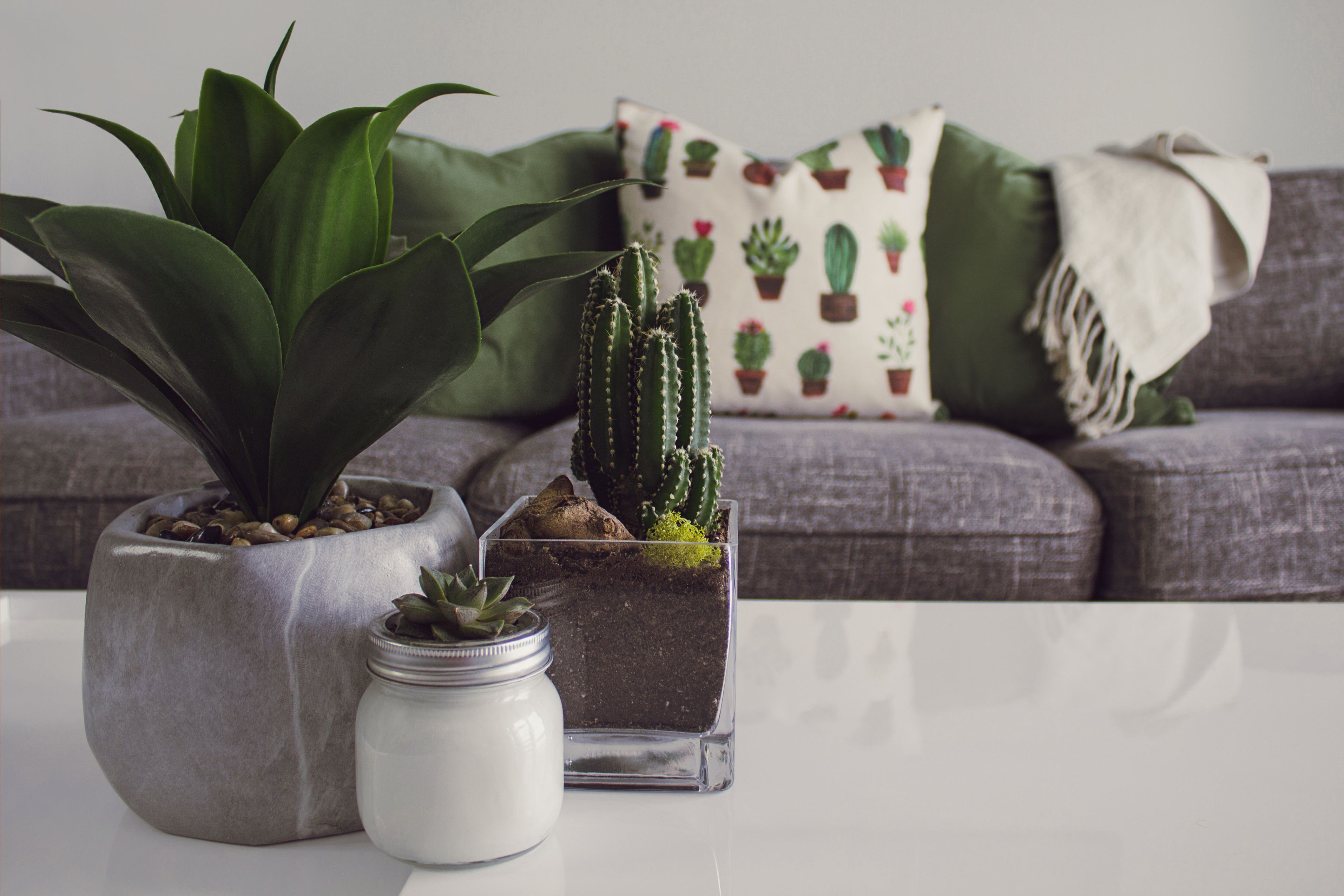 Lush tropical plants and landscaping